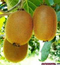 فروش نهال درخت میوه کیوی